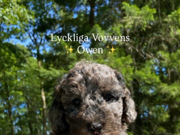 Labradoodle · Nol · Lyckliga Vovven