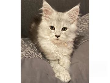 Maine Coon · Timmersdala · SE*Catillacs