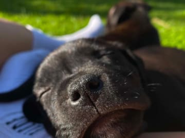 Staffordshire Bull Terrier · Höör · Thorondor