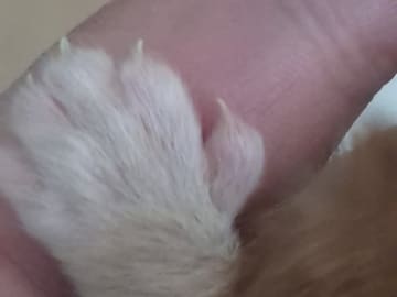 Maine Coon · Västra Frölunda · Dagdrivarn
