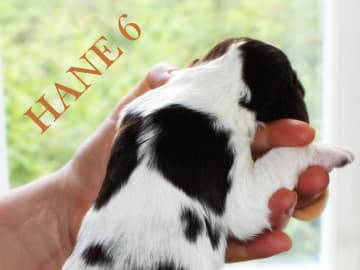 Engelsk springer spaniel · Uppsala · Quality Design