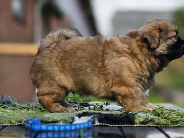 Tibetansk spaniel · Vesløs · Amtofts Kær
