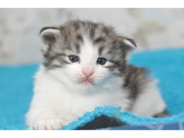 Norwegian Forest · Fjärås · S*Viento's