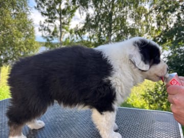 Australian shepherd · Långviksmon · Urbergets