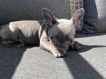 Fransk bulldogg · Norrköping · Emiras frallor