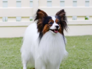 Papillon · Spånga · Sweet Desires Kennel