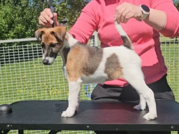 Släthårig foxterrier · Maura · Hilde Rognstad