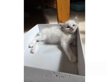 Ragdoll · Edsele · S*Hjälmvid's