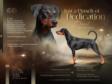 Pinscher · Steinkjer · Pelskling