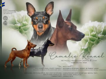 Dvärgpinscher · Lund · Camalis