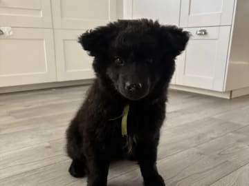 Swedish Lapphund · Karasjok · Marthe Grønnli