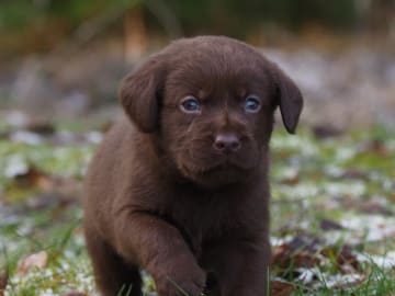 Labrador retriever · Storvreta · Hungry -Heart´s