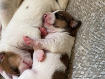 Danish Swedish Farmdog · Hemsedal · Kristin Lysne Larsen