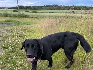 Labrador retriever · Rakkestad · Nina F.