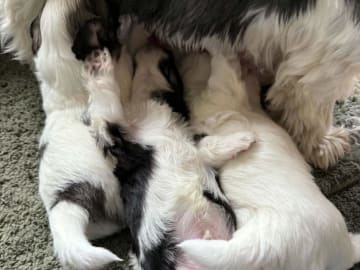 Mix - Maltese/Shih Tzu/Lhasa Apso · Malmö · Kristina Petkovska L.