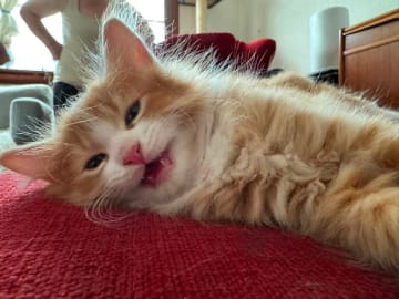 Sibirisk katt · Borlänge · SnowKitten