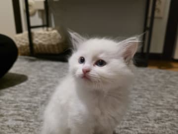 Ragdoll · Norrköping · Benjamin I.
