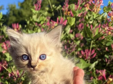 Ragdoll · Vittsjö · Fluffssons
