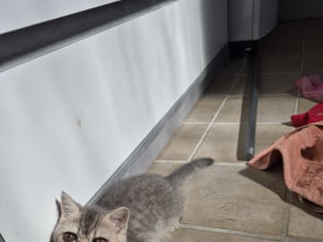 Exotic Shorthair · Mjölby · Helena D.