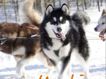 Alaskan malamute · Kil · Cheenik's