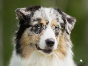 Australian Shepherd · Bø i Telemark · Margit Knutsdotter Buen