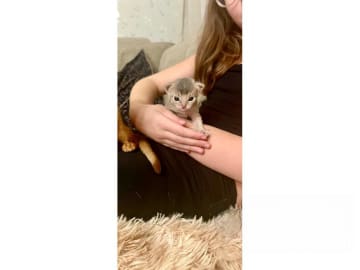 Abyssiner katt · Karlskrona · SE*Babytassens