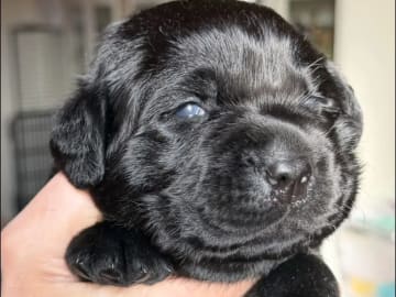 Labrador retriever · Erdal · Annettes Dreamangel