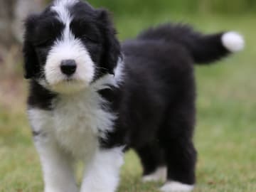 Bearded collie · Hammarö · Hillbacka