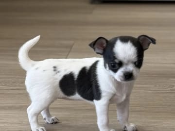 Chihuahua · Gravdal · Anette Fredriksen