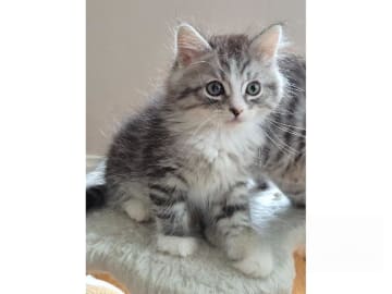 Sibirisk katt · Köpingsvik · S*Silkedals