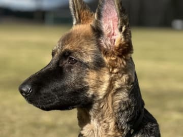 Schæferhund · Vittinge · Estridh S.