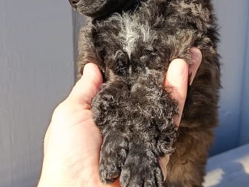 Hjortkvarns Cavapoo