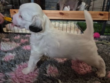 Chinese crested dog · Aneby · Sagolis