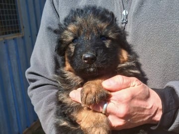 Tysk Schäferhund · Sölvesborg · Ebafarmens