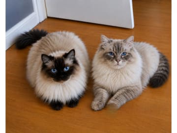 Ragdoll · Jämshög · SE*Eniliacat's