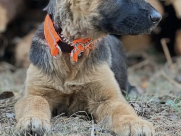 Tysk Schäferhund · Vittinge · Estridh S.