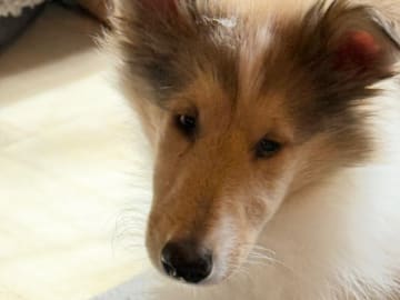 Collie · Trädet · Queenheloise