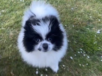 Pomeranian · Anderslöv · Hawar Hamid Hussein H.