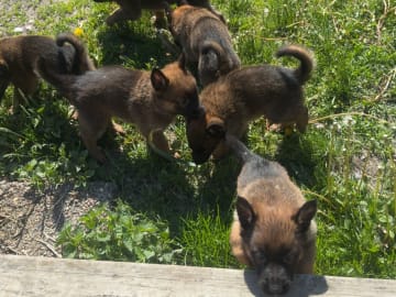 Belgian Malinois · Adelsö · Elina T.