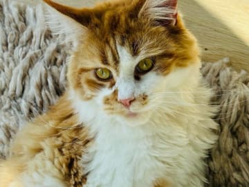 Maine Coon · Västra Frölunda · Jesper M.