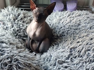 Sphynx · Grums · Eric H.