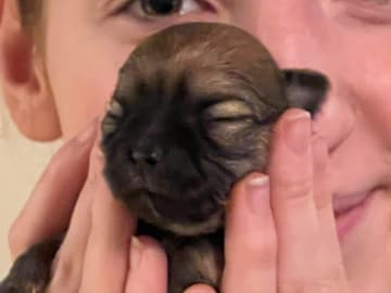 Chihuahua · Tyresö · Sheepdale