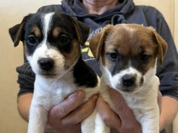 Limelight Kennels