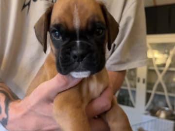 Boxer · Sundbyberg · Blejdas