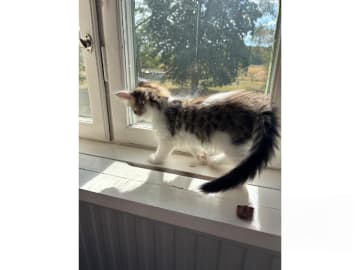 Norsk skogkatt · Enköping · Lodahlshjem