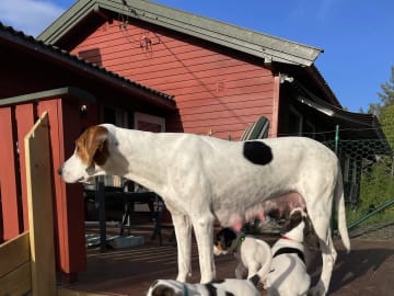 Halden Hound (Haldenstøver) · Tangen · Lykkelosberget