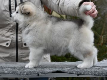 Alaskan malamute · örkelljunga · Spotty Dot's