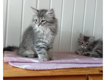 Sibirisk katt · Idkerberget · SE*Tayna Urala