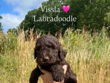 Labradoodle · Nol · Anfastebo hunduppfödning