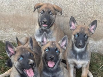 Husky Malinois · Ulricehamn · Husky Malinois